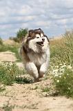 CHIEN FINNOIS DE LAPONIE 070
